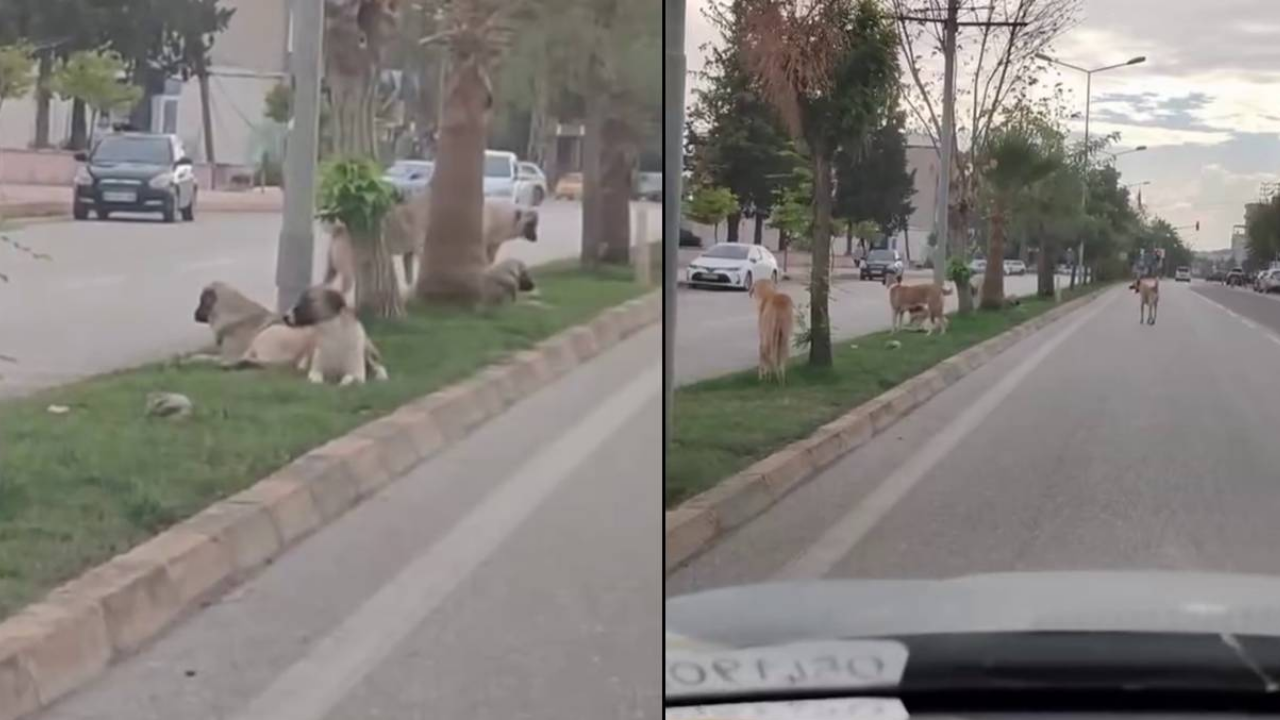 Hatayda Sokak Köpekleri