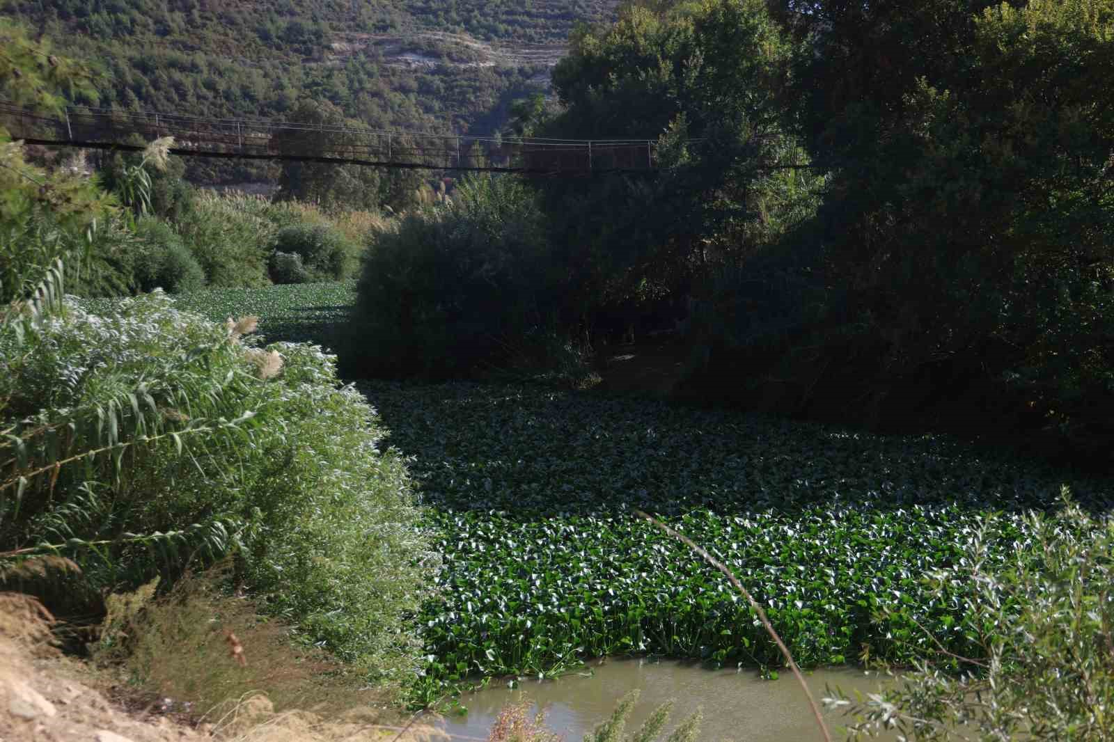 İstilacı Su Sümbülleri, Asi Nehrini Yeşile Bürüyerek Suyu Görünmez Hale Getirdi 1