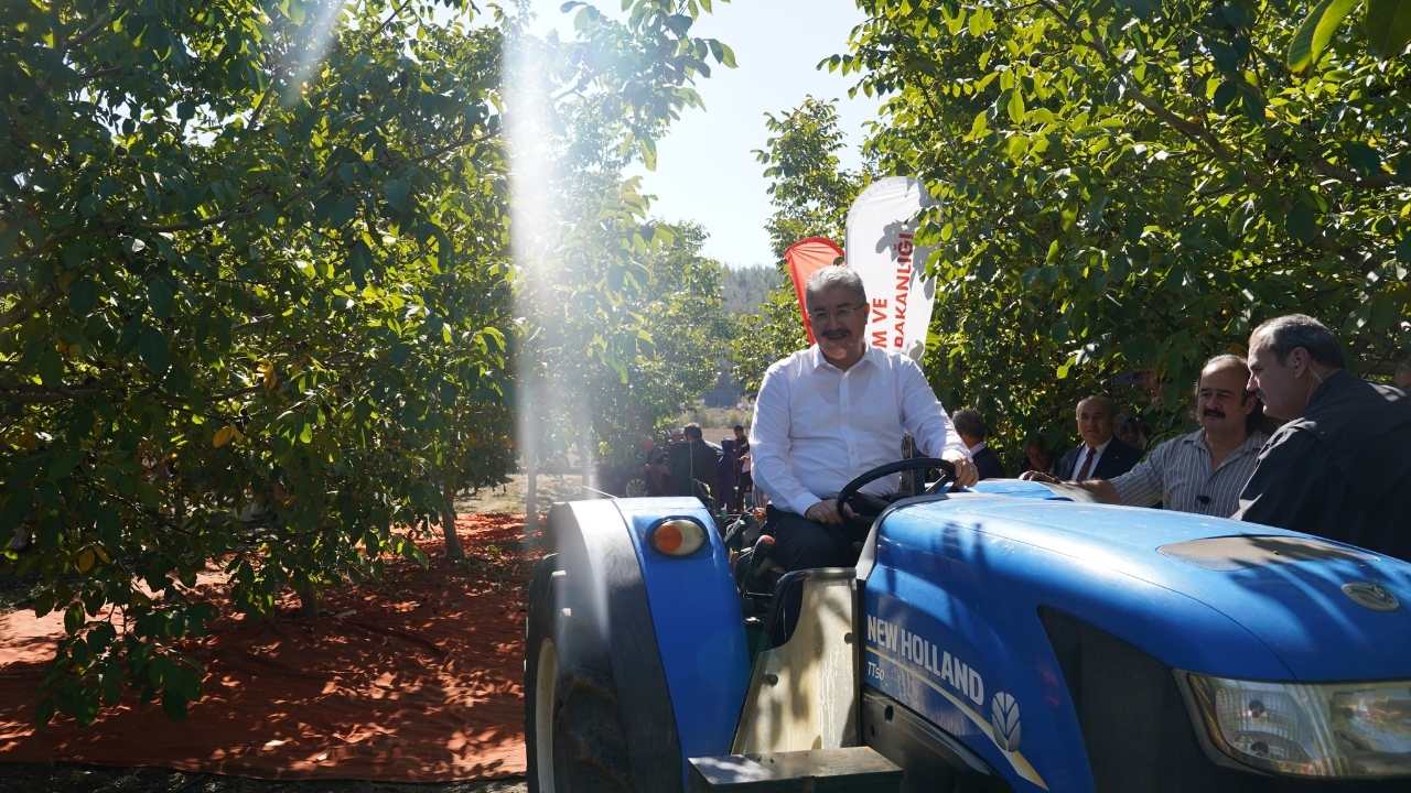 Kadınlar Üretiyor Osmaniye Büyüyor! Osmaniye Bahçe’de Ceviz Hasadı Başladı (2)