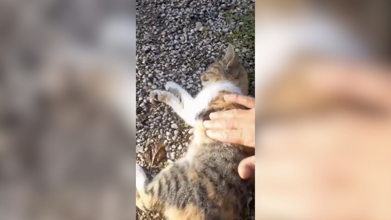 Kalp Krizi Geçiren Kediye