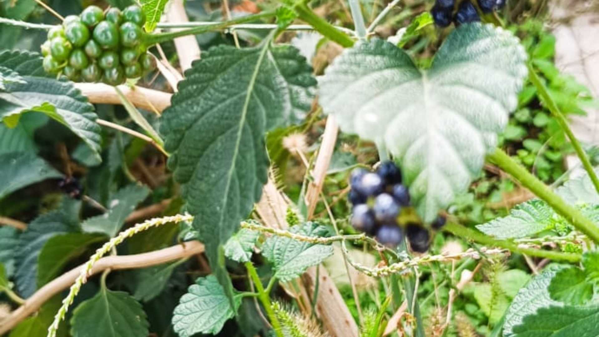 Osmaniye Ağaç Minesi Çalı Minesi Lantana Camara (2)