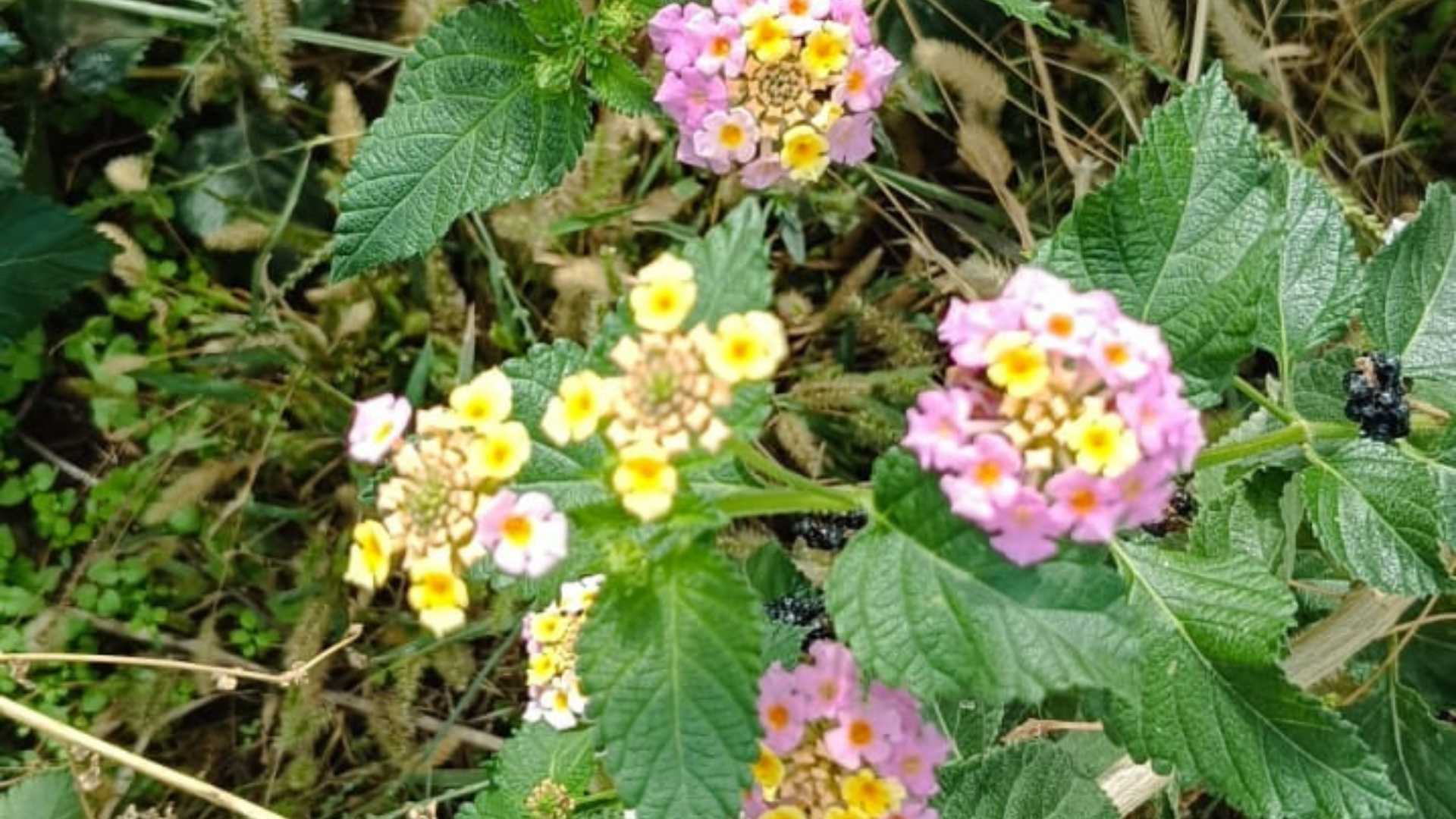 Osmaniye Ağaç Minesi Çalı Minesi Lantana Camara (3)
