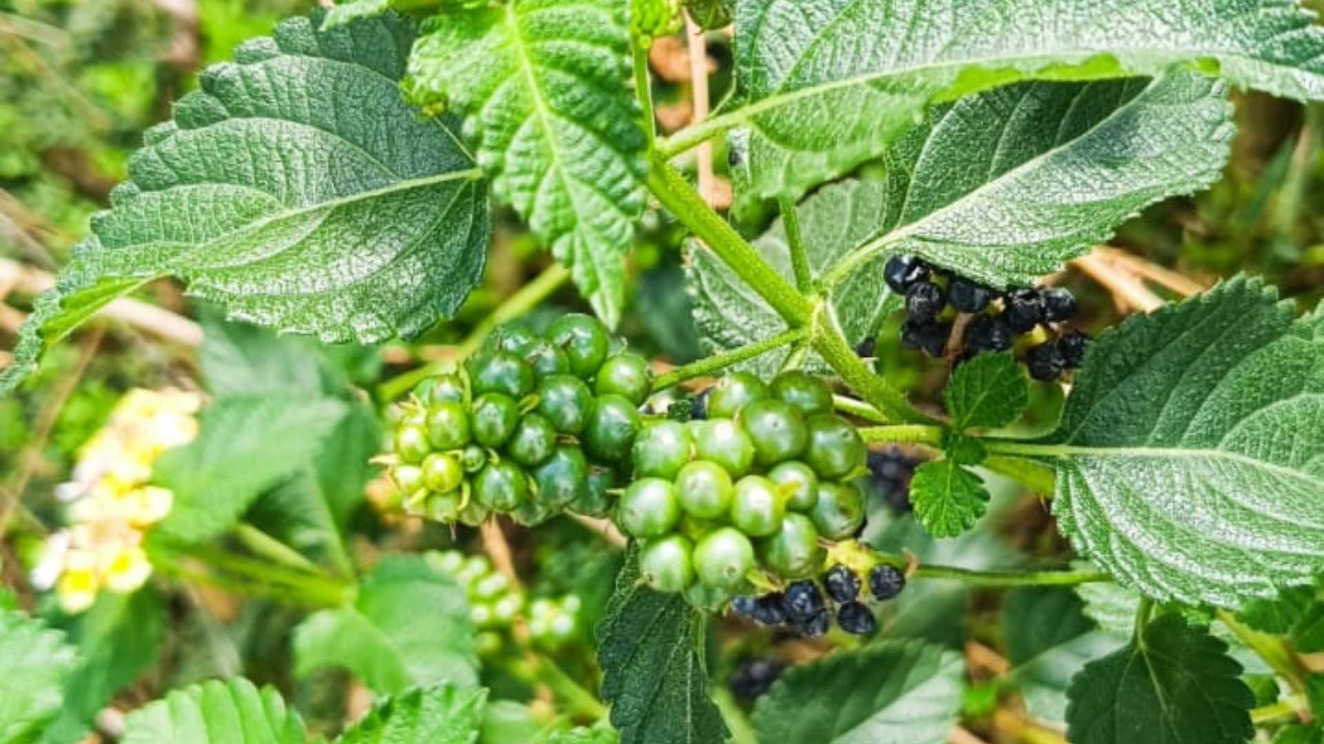Osmaniye Ağaç Minesi Çalı Minesi Lantana Camara (4)