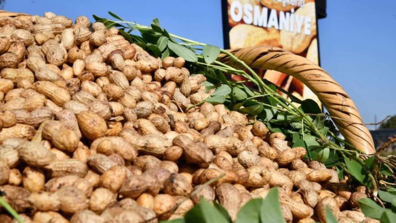 Osmaniye Fıstık Festivali Tanıtım Toplantısı Gerçekleştirildi! Yerfıstığının Başkenti Festivale Hazır! (1)