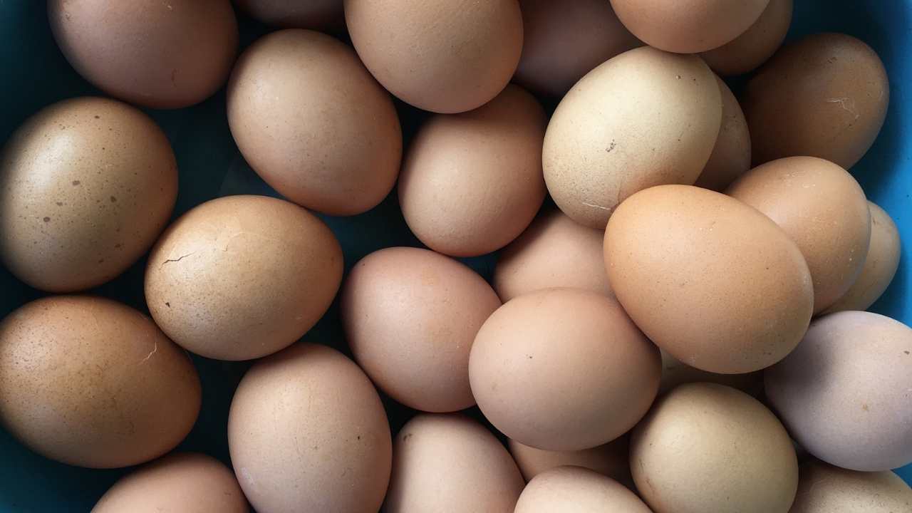 Osmaniye Tavukçuluk (3)