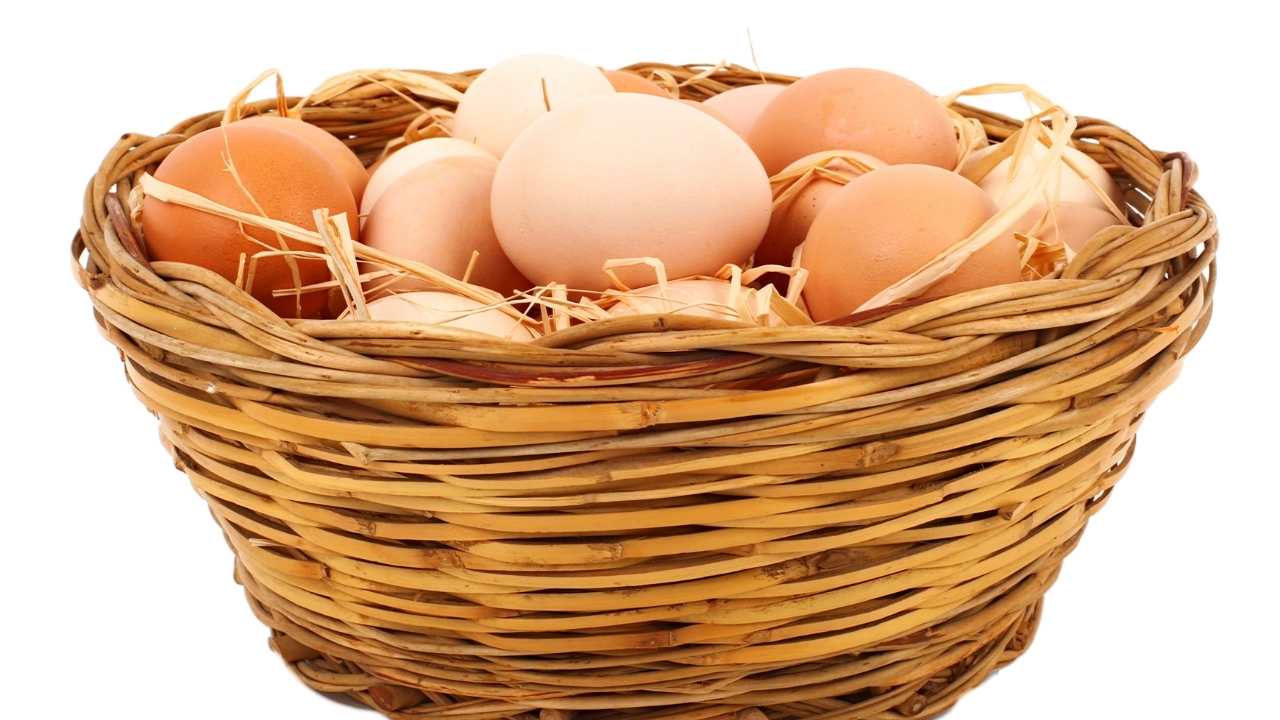 Osmaniye Tavukçuluk (4)