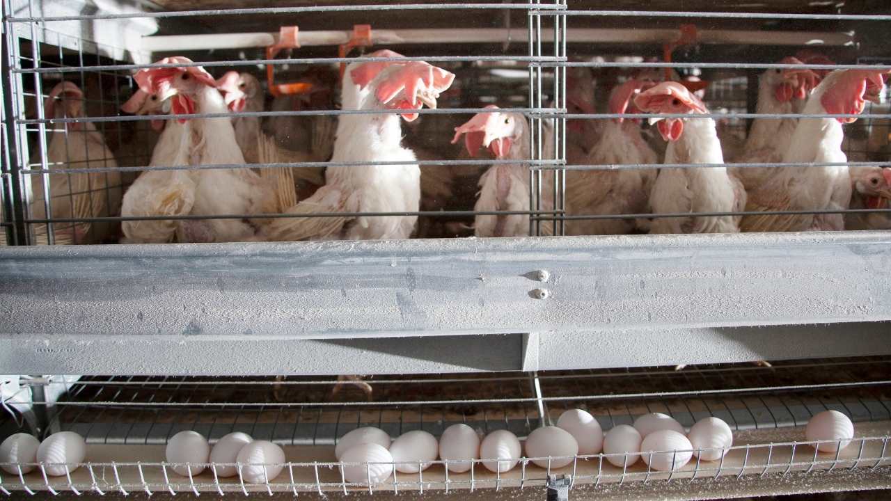 Osmaniye Tavukçuluk (5)