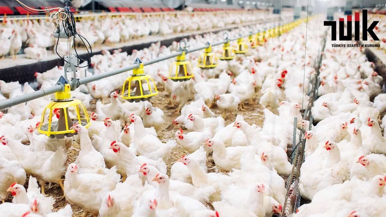 Osmaniye Tavukçuluk (6)