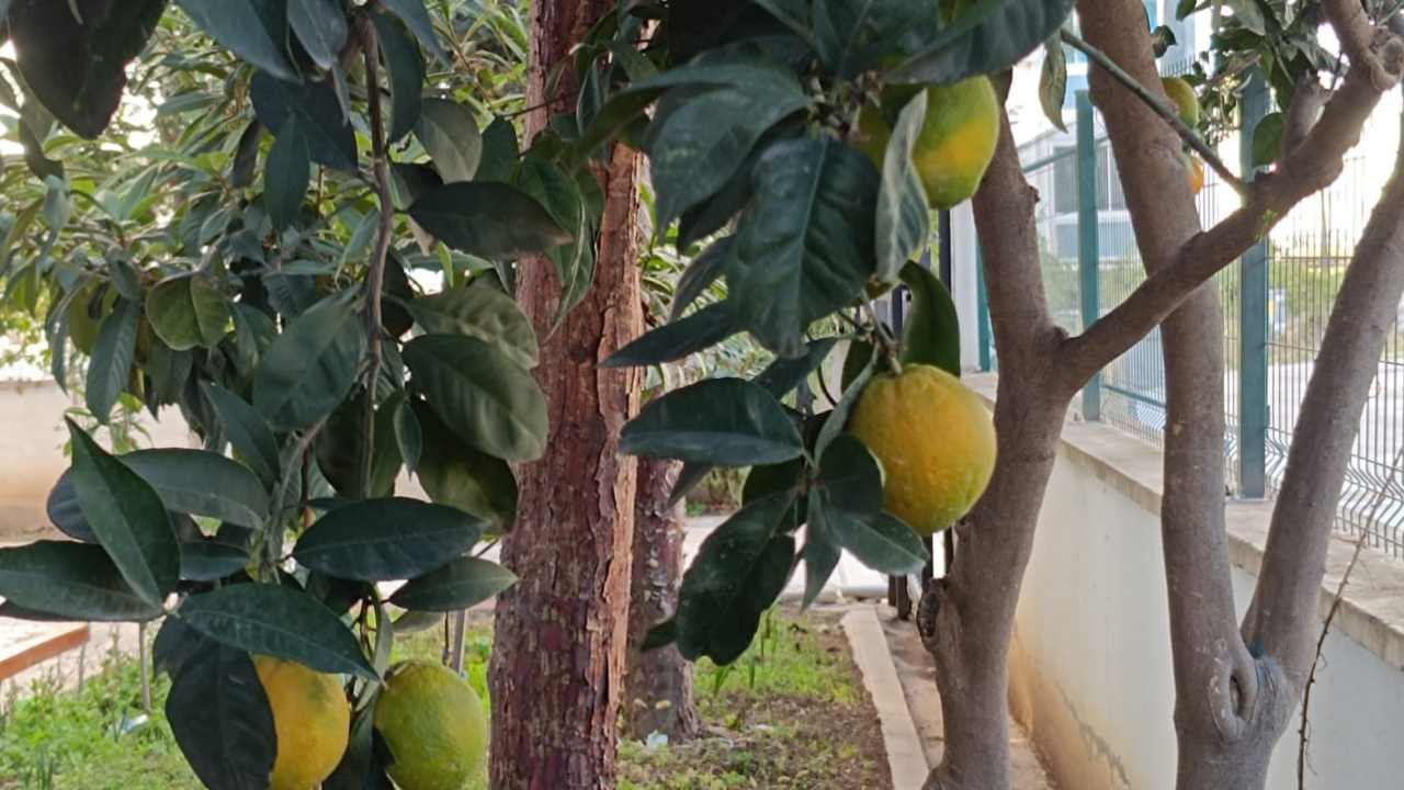 Osmani̇ye’de Bahçeden Sofraya Ücretsi̇z Portakal (2)