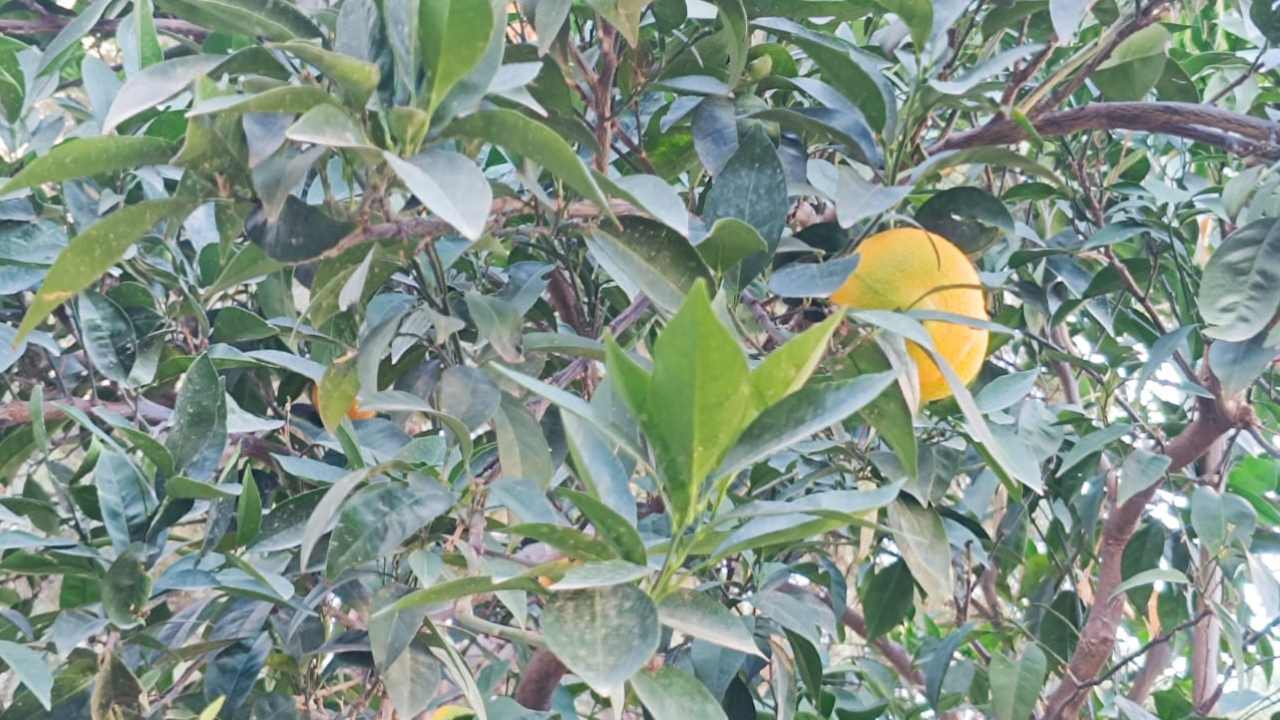 Osmani̇ye’de Bahçeden Sofraya Ücretsi̇z Portakal (3)