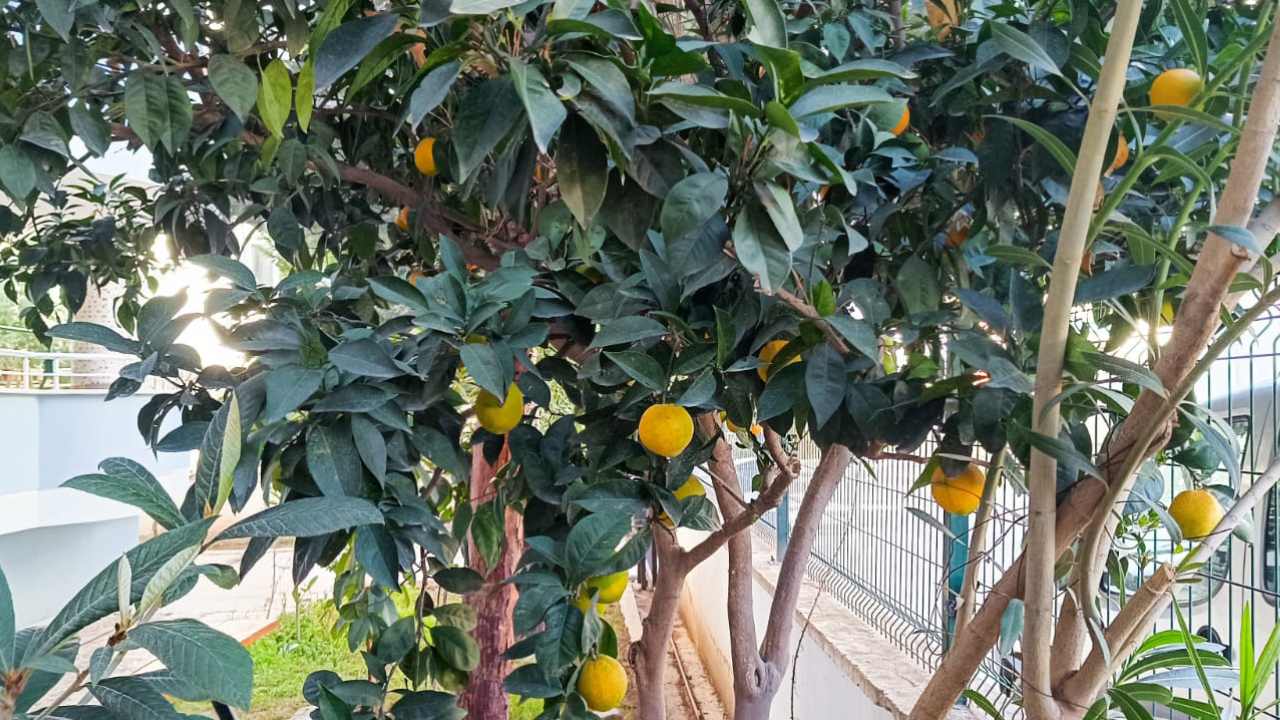 Osmani̇ye’de Bahçeden Sofraya Ücretsi̇z Portakal (4)