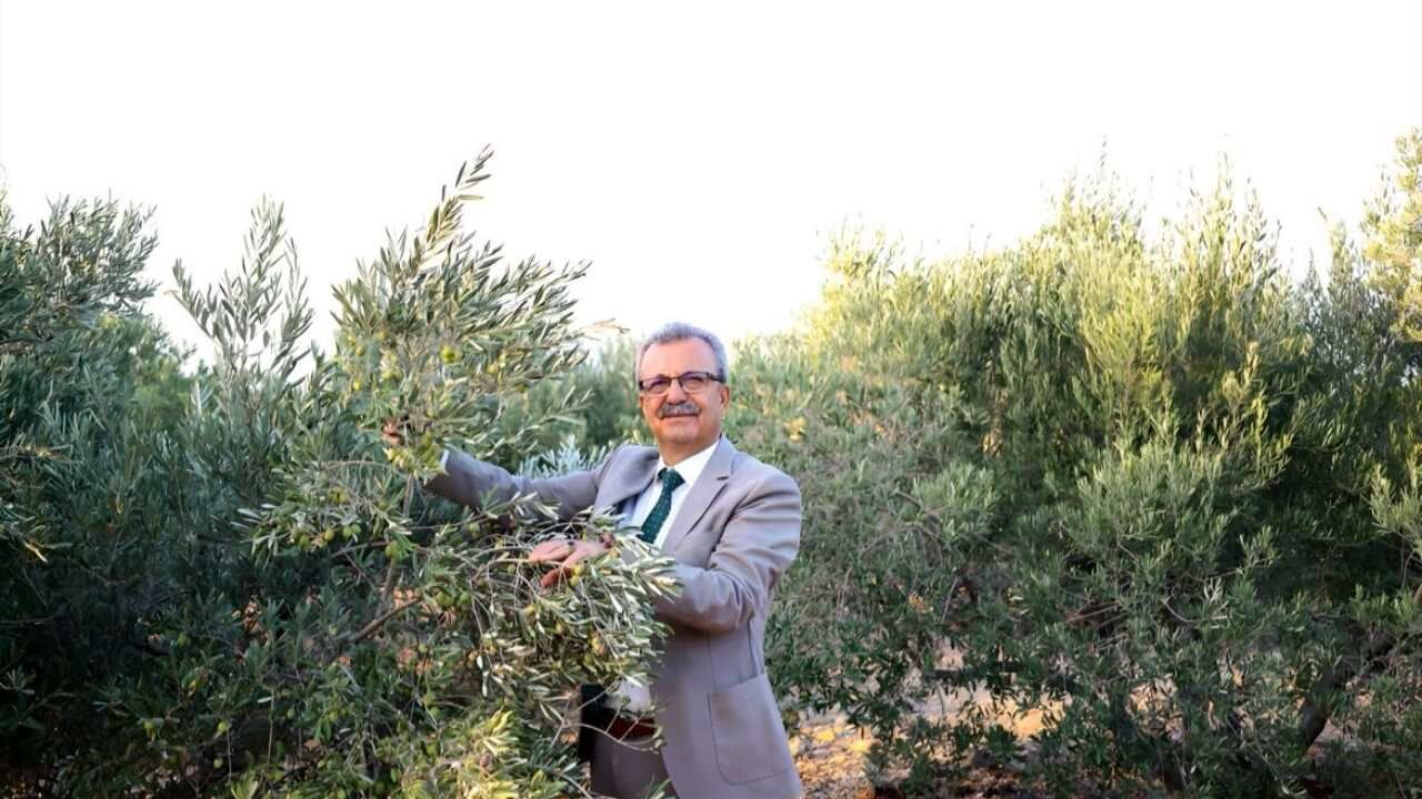 Osmaniye'de Yeşil Altının Festivali Geliyor! Ellek’te Zeytin Kültürü Iki Gün Boyunca Sahnede (1)