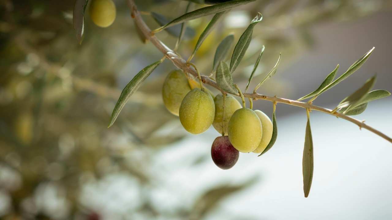 Osmaniye'de Yeşil Altının Festivali Geliyor! Ellek’te Zeytin Kültürü Iki Gün Boyunca Sahnede (3)