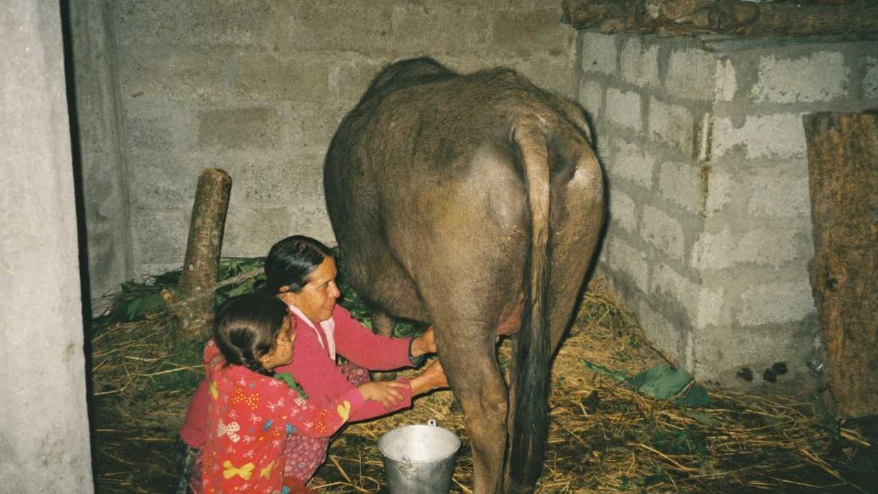 Osmaniye'den Süt Sektörüne Direniş (7)