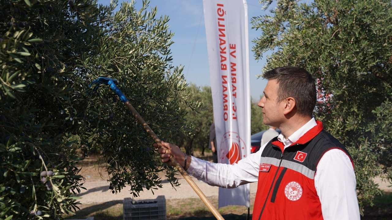 Osmaniye'nin Yeşil Altın Hasadı Başladı (1)