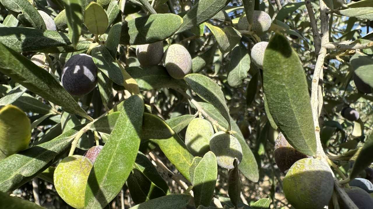 Osmaniye'nin Yeşil Altın Hasadı Başladı (2)