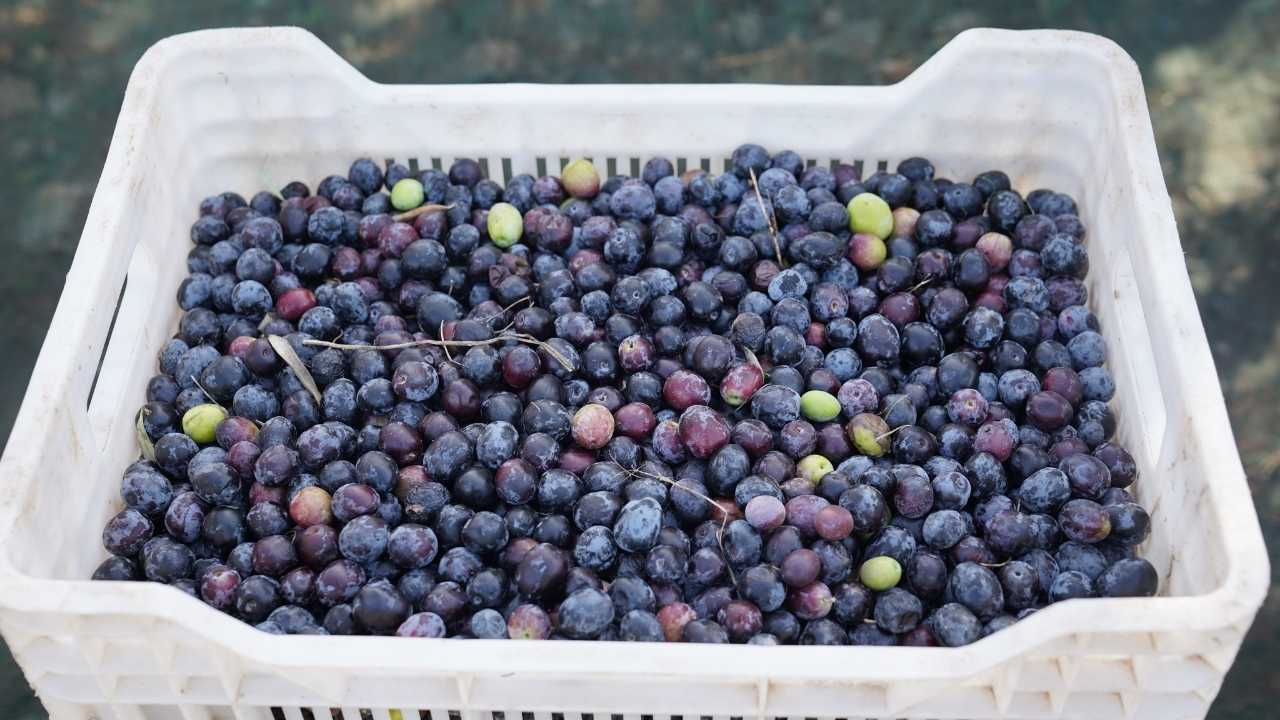 Osmaniye'nin Yeşil Altın Hasadı Başladı (3)