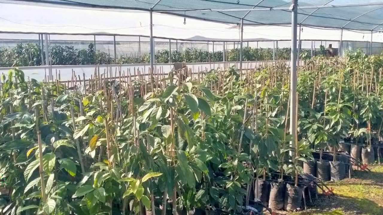 Sertifikalı Avokado Fidanı Üretiminde Osmaniye İmzası (1)