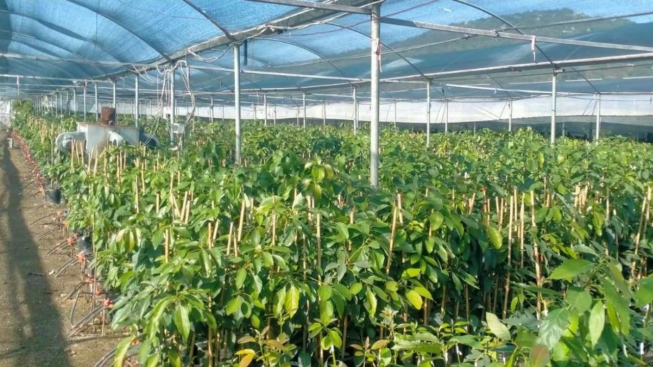 Sertifikalı Avokado Fidanı Üretiminde Osmaniye İmzası (2)