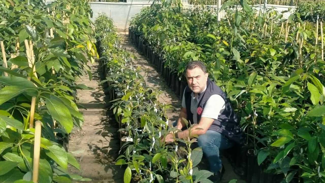 Sertifikalı Avokado Fidanı Üretiminde Osmaniye İmzası (3)