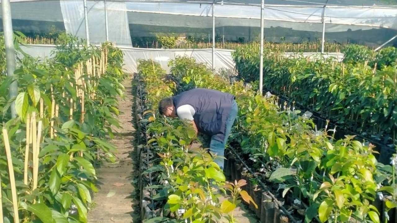 Sertifikalı Avokado Fidanı Üretiminde Osmaniye İmzası (4)