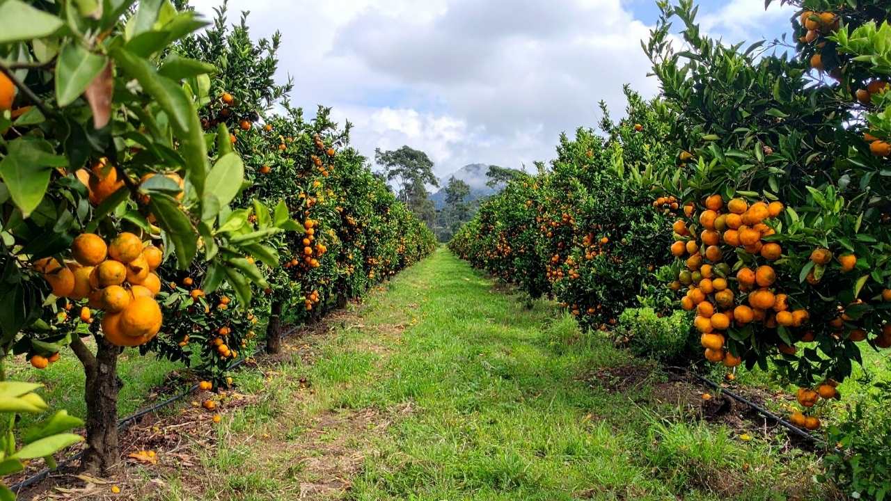 Türkiye Narenciye Zincirinde Erzin (3)