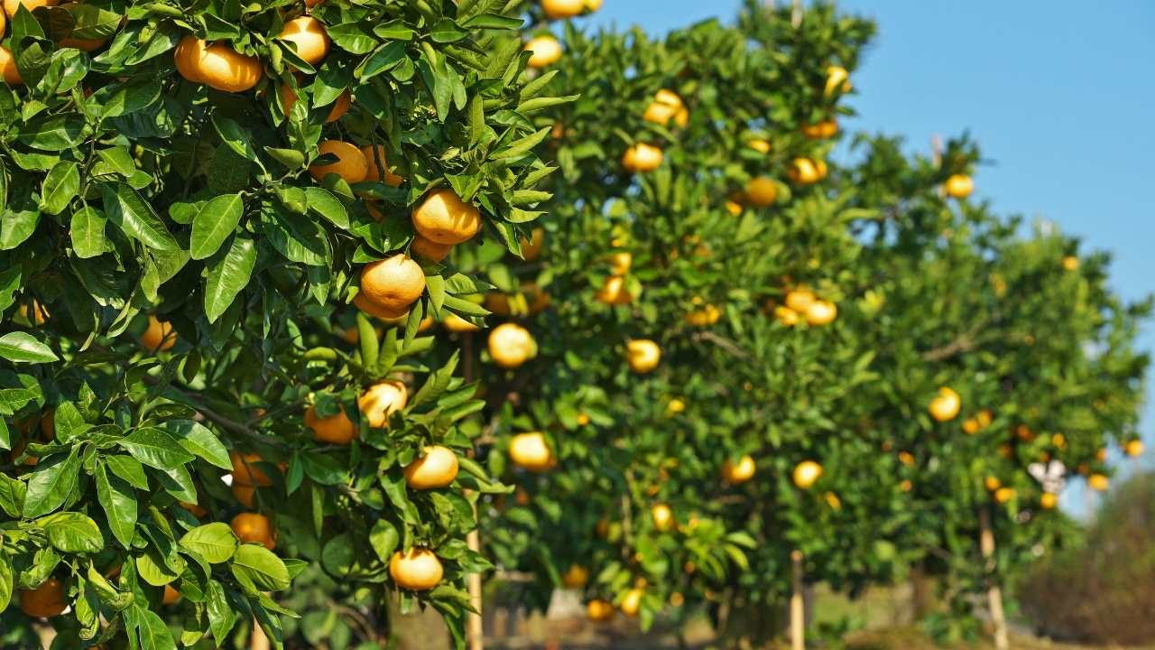 Türkiye Narenciye Zincirinde Erzin (4)