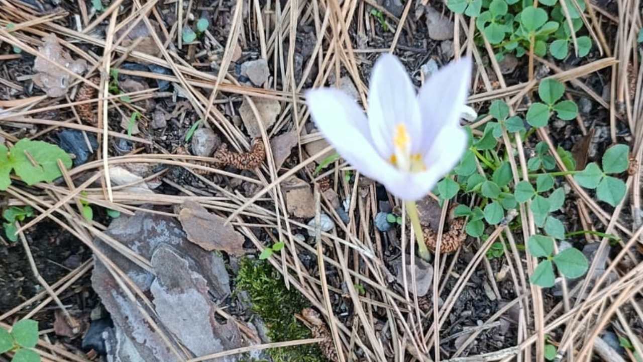 Vargit Çiçekleri Zorkun Osmaniye Kastamonu (2)