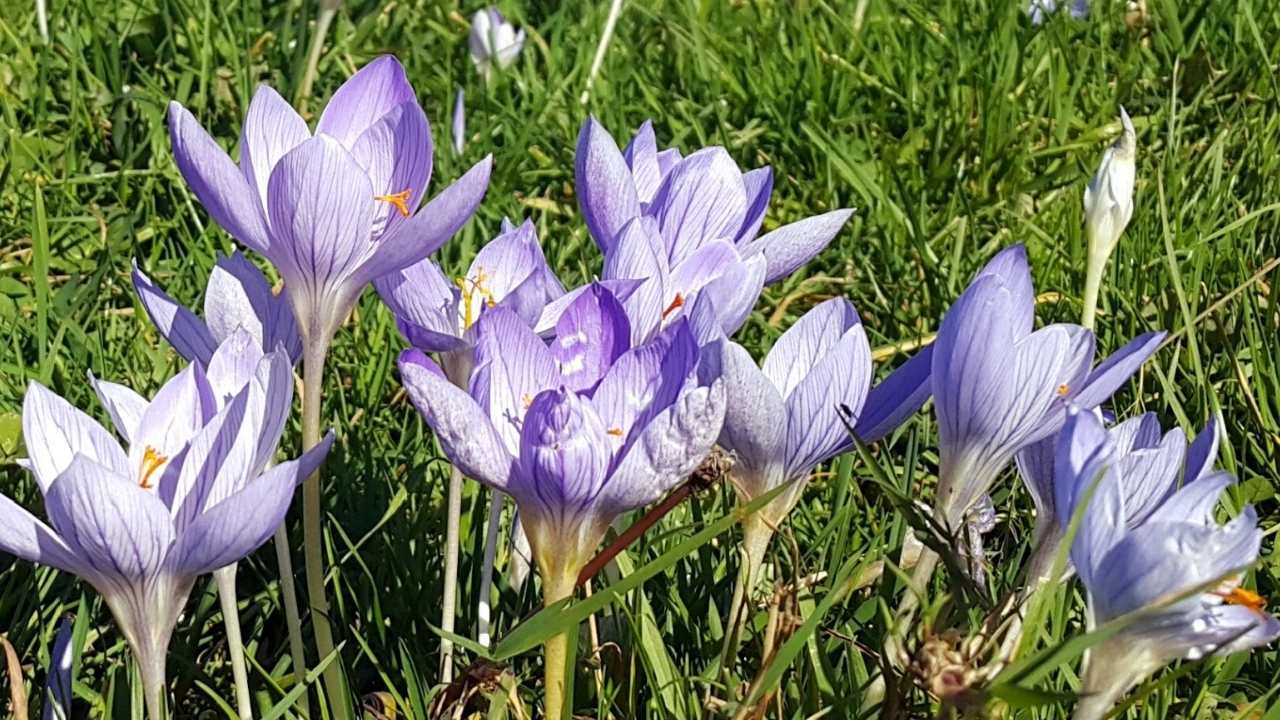 Vargit Çiçekleri Zorkun Osmaniye Kastamonu (4)