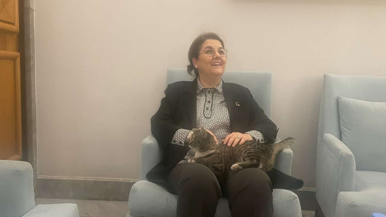 Ak Parti'li Derya Yanık'ın Kedisi Kulis Sosyal Medyayı Salladı (1)