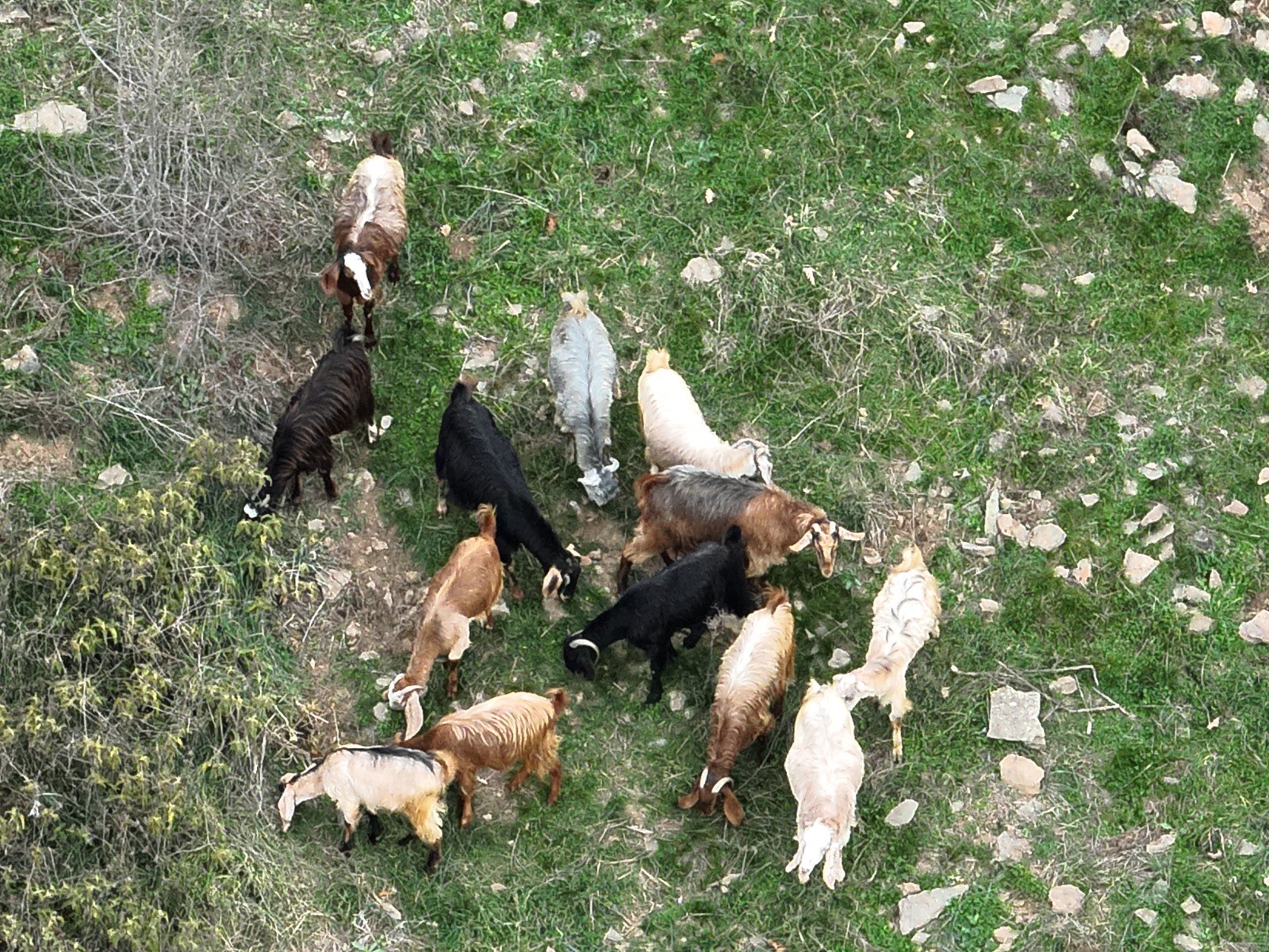 Kaybolan Koyunlar Dron İle Bulundu