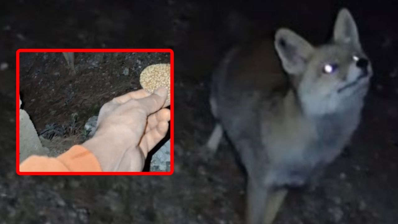 meraklı tilki kömbeyi geri çevirmedi