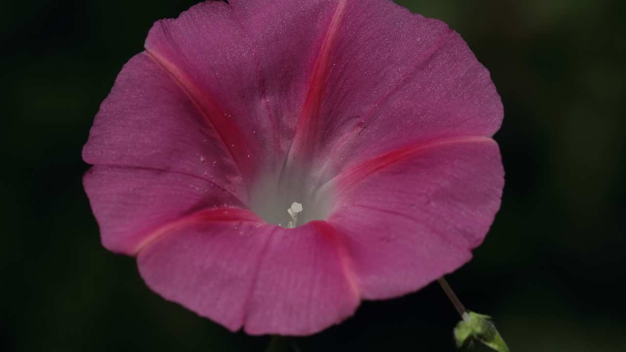 Osmaniye Doğasına İki Farklı Gündüz Sefası Türü Katılıyor! (1)