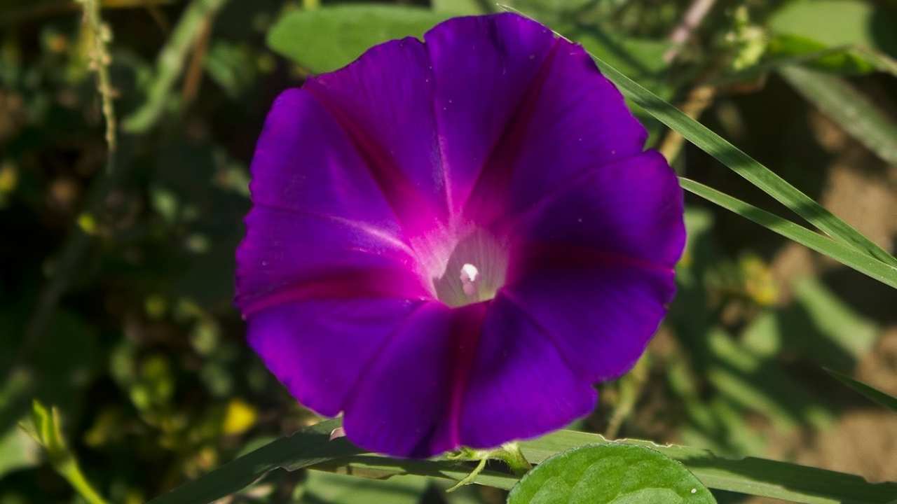 Osmaniye Doğasına İki Farklı Gündüz Sefası Türü Katılıyor! (2)
