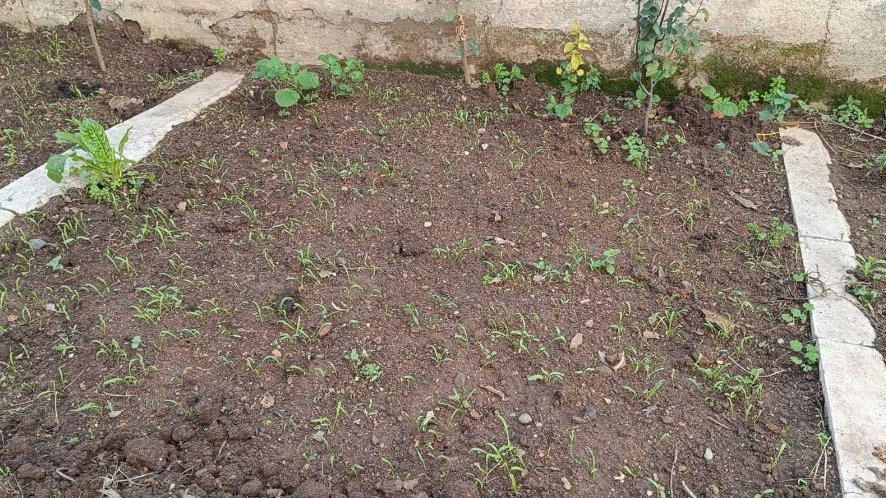 Osmaniye'de Apartman Bahçeleri Sebze Tarlası Gibi. (2)