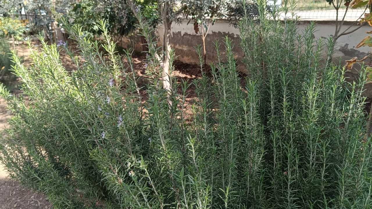 Osmaniye'de Apartman Bahçeleri Sebze Tarlası Gibi. (3)