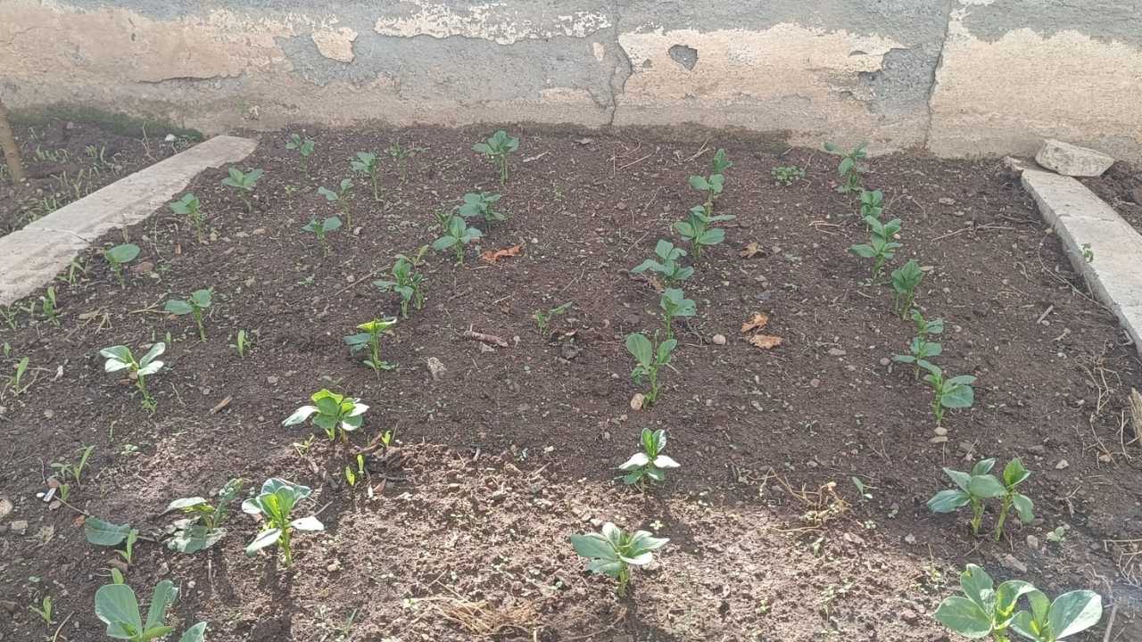 Osmaniye'de Apartman Bahçeleri Sebze Tarlası Gibi. (4)