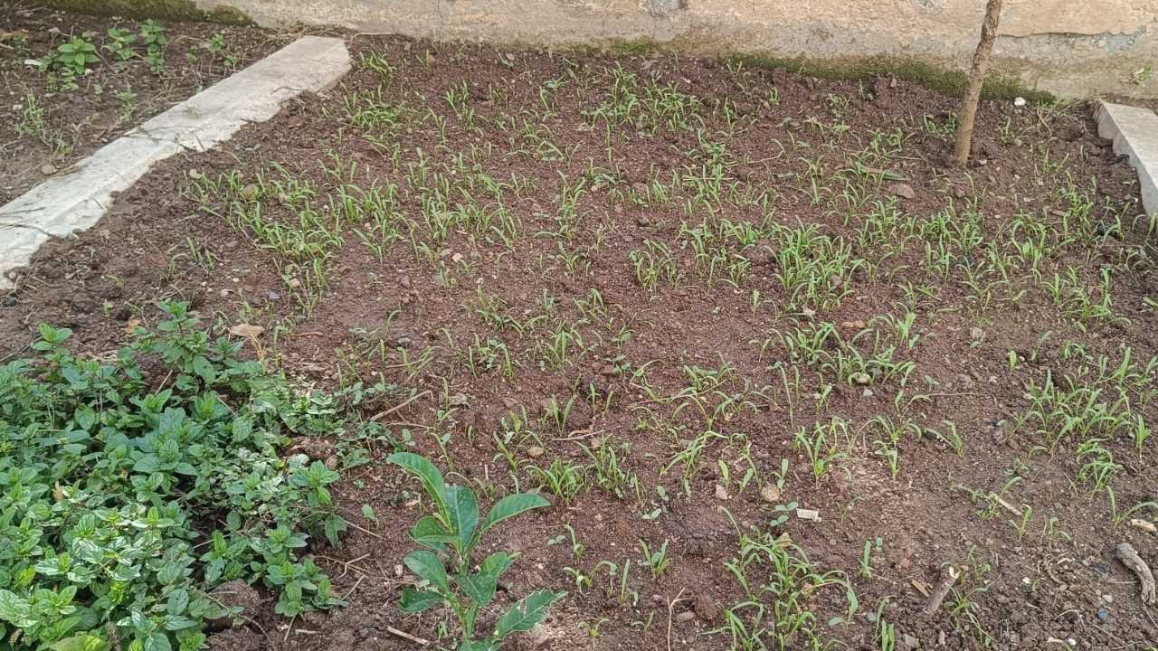 Osmaniye'de Apartman Bahçeleri Sebze Tarlası Gibi. (5)