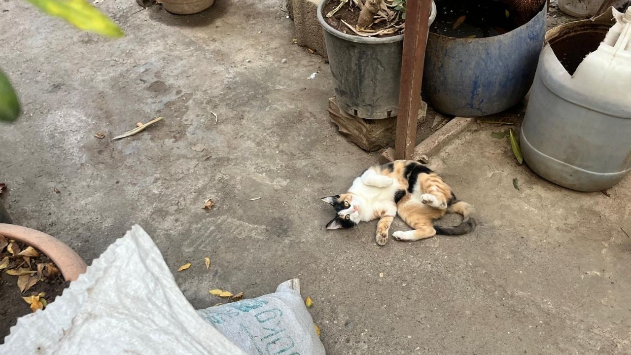 Osmaniye’de M.e. İsimli Vatandaşın Bahçesi Adeta Küçük Bir Çiftliğe Döndü 3