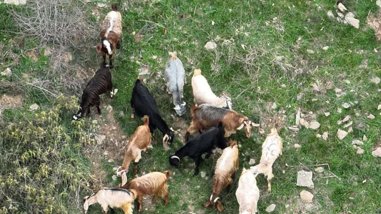 Osmaniye'de Uçan Çoban! 15 Kayıp Koyunu Dron Buldu! (2)