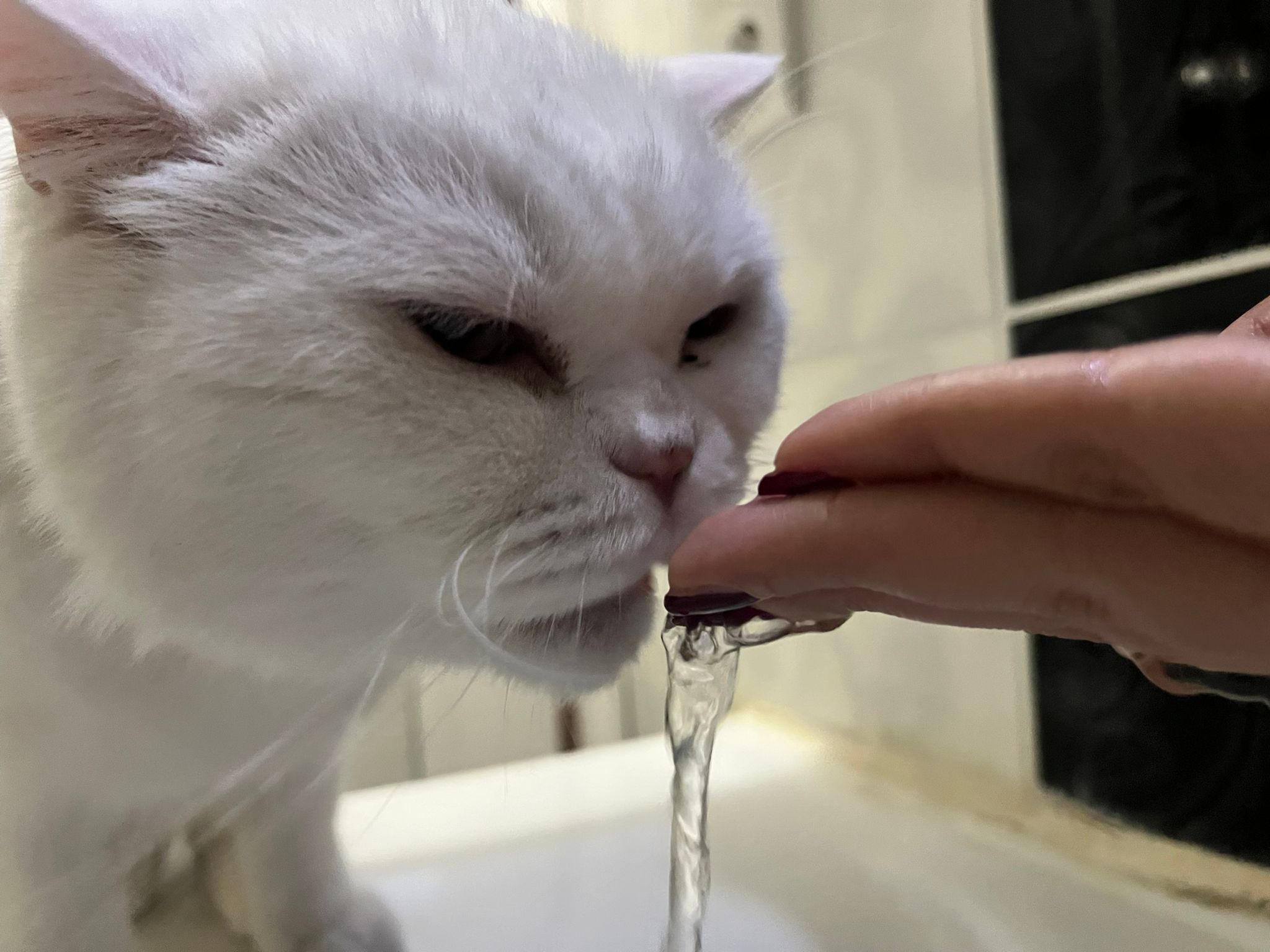 Sahibib Elinden Su Içen Kedi