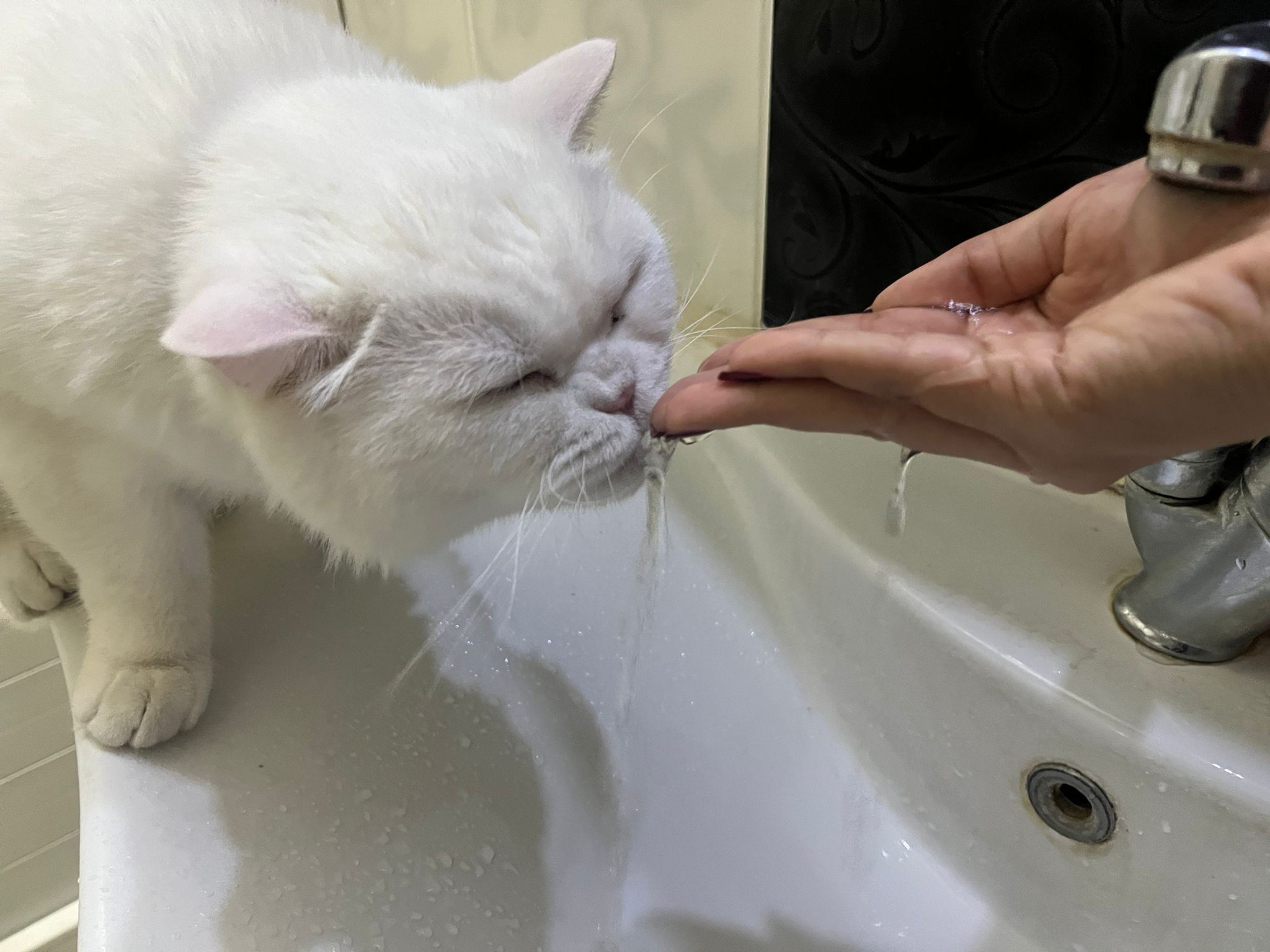 Sahibinin Elinden Içen Kedi