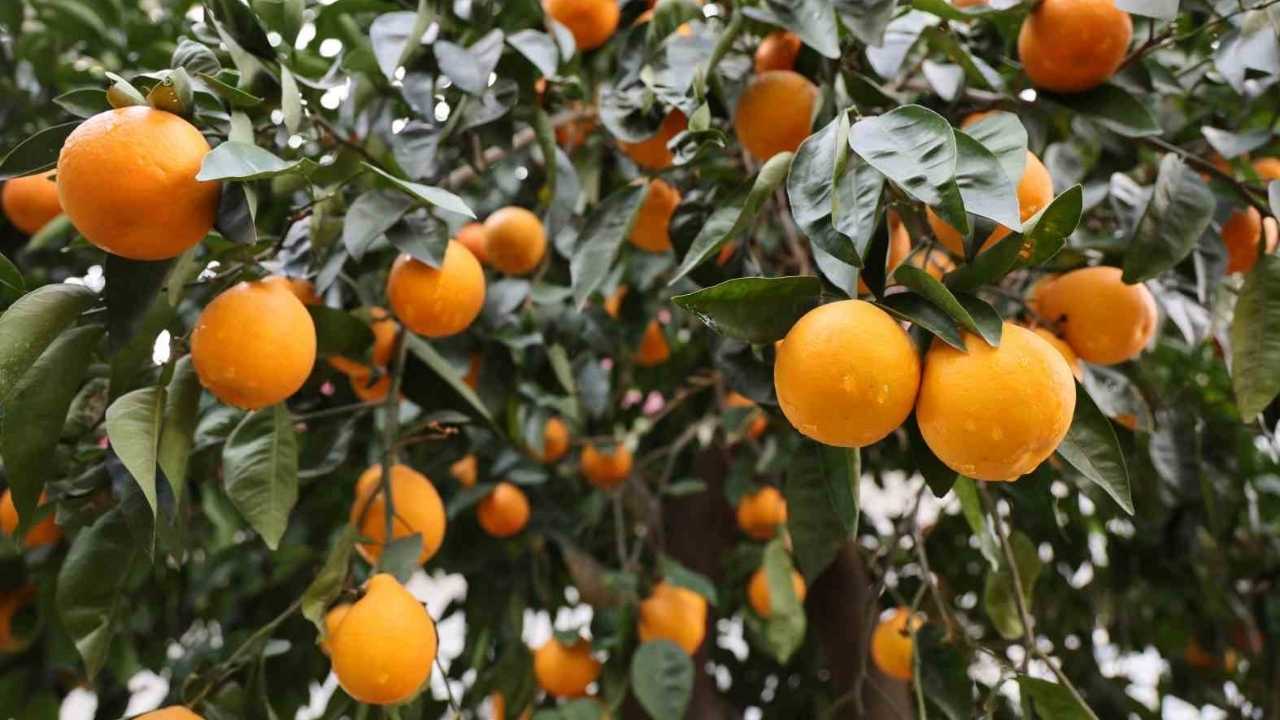 Adana’da 4 Gündür Süren Yağmur Çiftçiye Can Suyu Oldu (2)