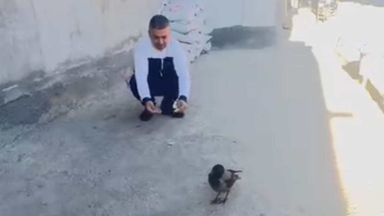 Adana’da Bir Evin Misafiri Oldu Karga Her Gün Ziyarete Geliyor (2)