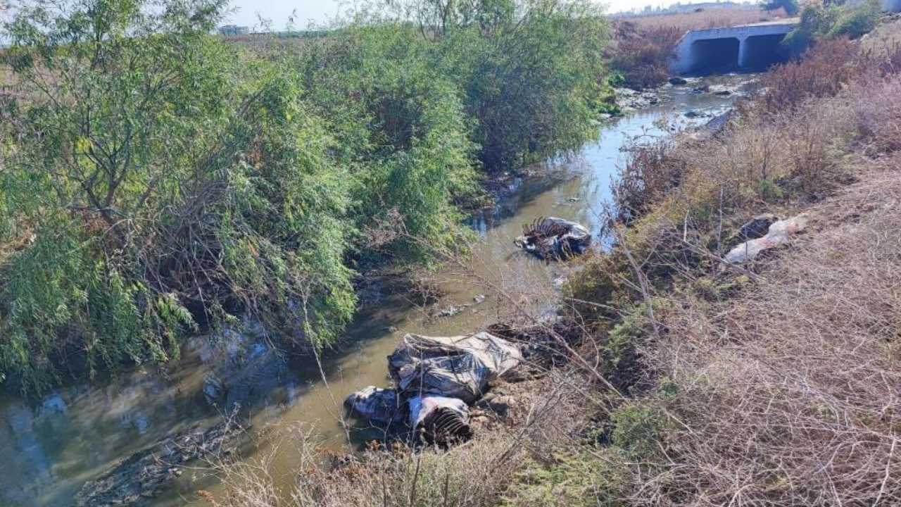 Adana’da Dere Yatağına At Ve Eşek Kalıntıları Atıldı Mahalleli Isyanda (2)