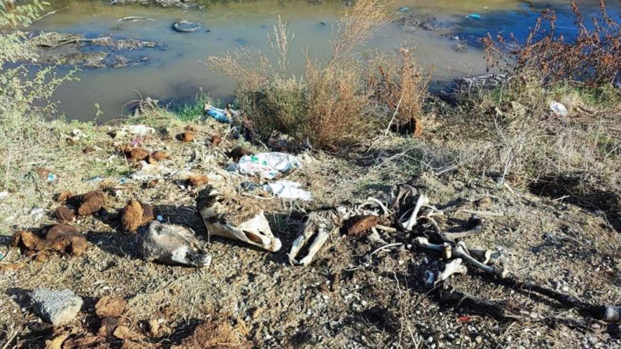Adana’da Dere Yatağına At Ve Eşek Kalıntıları Atıldı Mahalleli Isyanda (3)