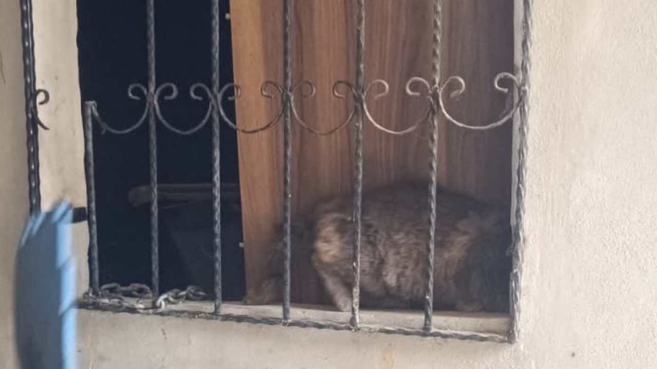Antakya’da Demir Korkuluklara Sıkışan Kedi İtfaiye Tarafından Kurtarıldı (1)
