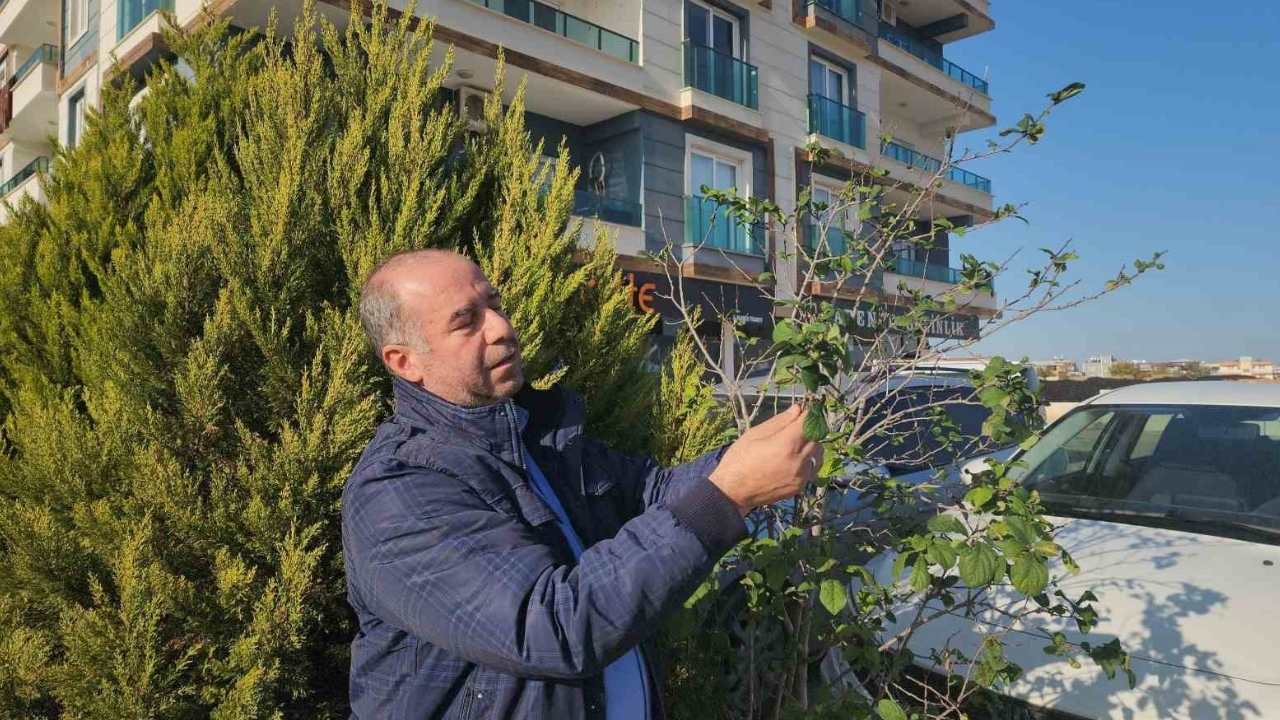 “Aralıkta Erik Olur Mu” (2)