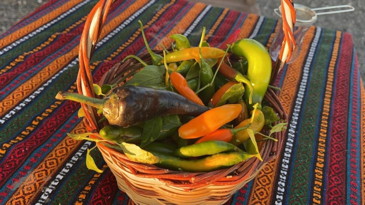 Deprem Sonrası Köye Taşındı, Ata Tohumu Üretimiyle Türkiye’ye Örnek Oldu (2)