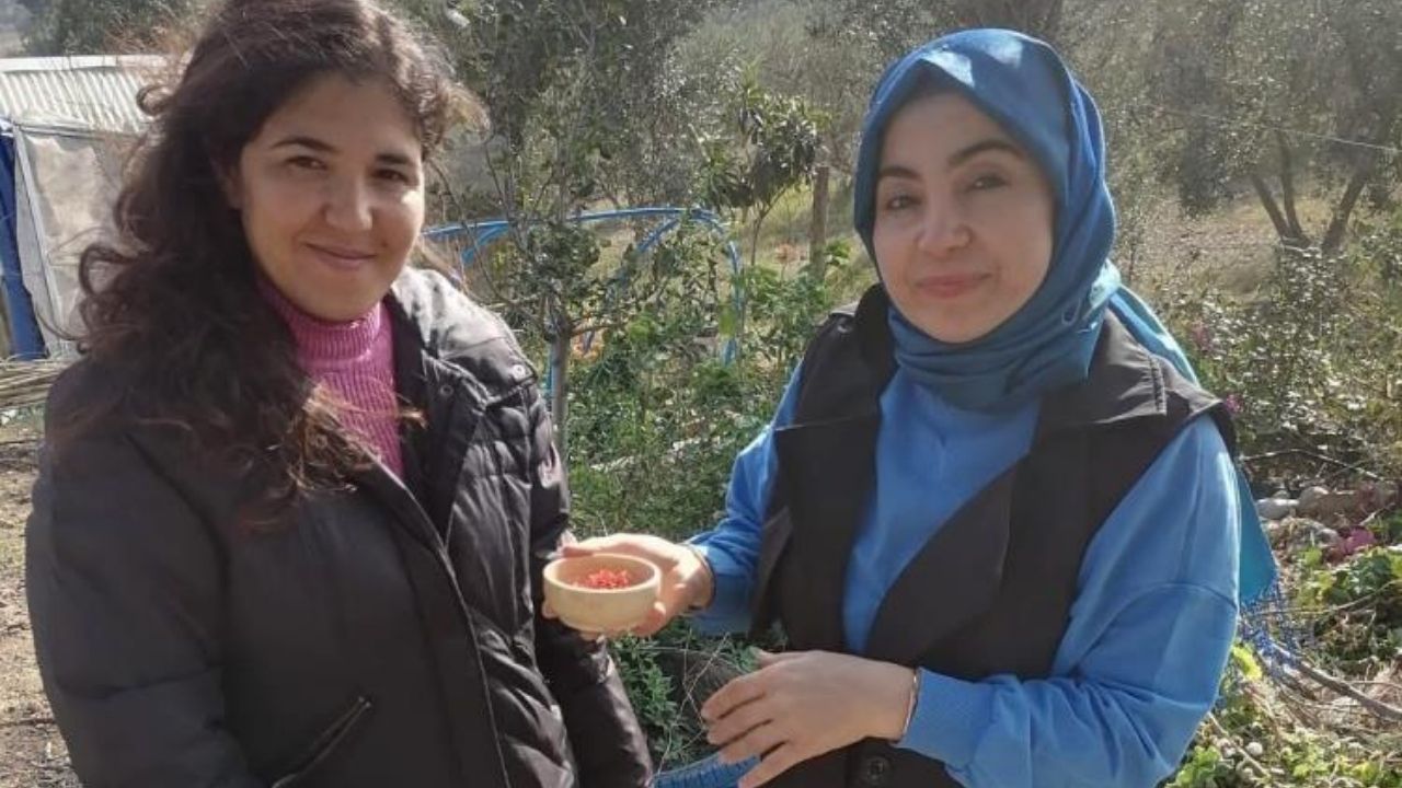 Dünyanın En Pahalı Baharatı Osmaniye Topraklarında Yayılıyor (1)